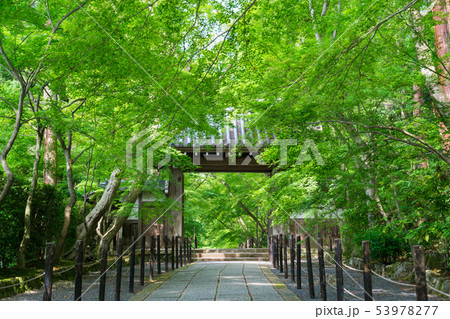 京都　光明寺の新緑 53978277