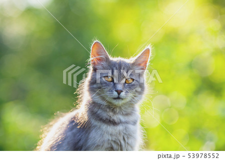 Siberian cat sitting in the garden in summer Siberian cat sitting in the garden in summer 53978552