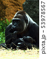 イラスト風 くつろぐ親子ゴリラ イラスト風 くつろぐ親子ゴリラ 53978567