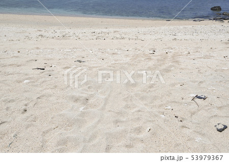 奄美大島のアカウミガメ上陸跡 奄美大島のアカウミガメ上陸跡 53979367