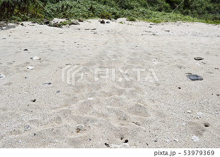 奄美大島のアカウミガメ上陸跡 53979369