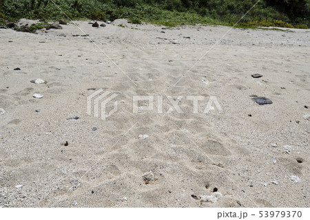 奄美大島のアカウミガメ上陸跡 53979370