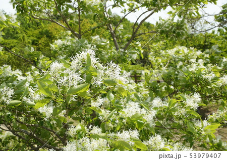 ナンジャモンジャの木 53979407