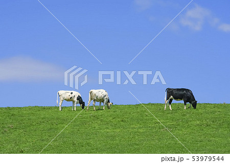 青空と草原と牛 53979544