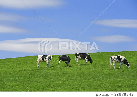 青空と草原と牛 53979545