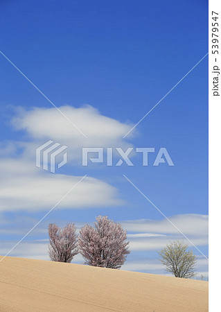 大地と空と桜 53979547