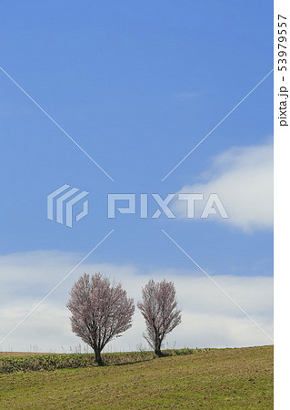 桜と大地と空 桜と大地と空 53979557
