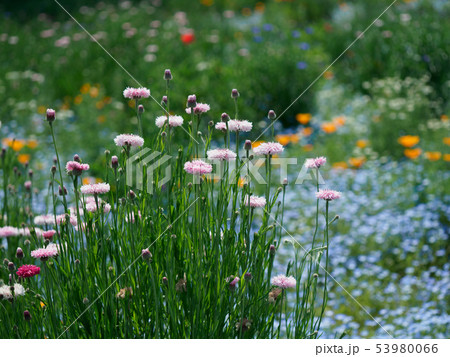 花園のヤグルマソウ 53980066