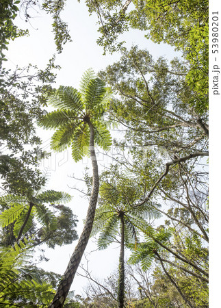 奄美大島 金作原原生林 亜熱帯の森 ヒカゲヘゴ 奄美のシンボル 奄美大島 金作原原生林 亜熱帯の森 ヒカゲヘゴ 奄美のシンボル 53980201