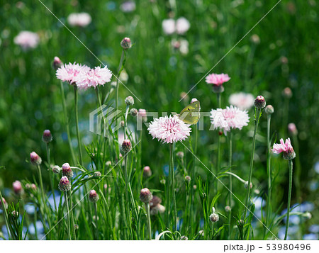 ヤグルマギクとモンキチョウ 53980496
