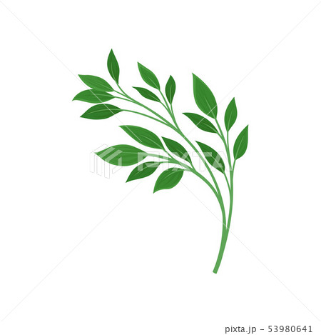 Leaves on a branching stalk. Vector illustration on white background. 53980641