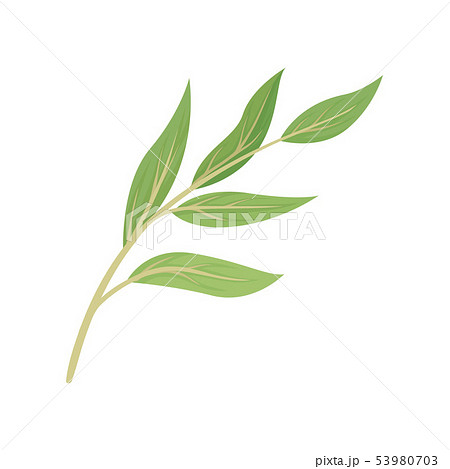 Beige Stem With Leaves Vector Illustration On のイラスト素材