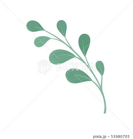 Straight stem with teardrop-shaped leaves. Vector illustration on white background. 53980705