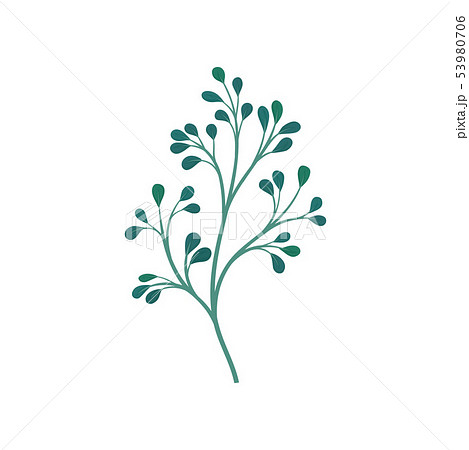Dark green branchy stem with leaves. Vector illustration on white background. 53980706