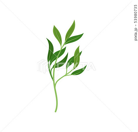 Branched curved stem. Vector illustration on white background. 53980735