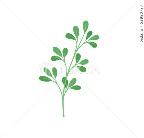 Branched stem with leaves. Vector illustration on white background. 53980737