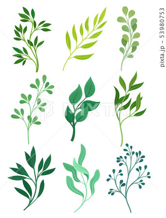 Set of stems with leaves. Vector illustration on white background. 53980753