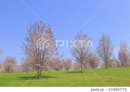 青空と桜 青空と桜 53980770