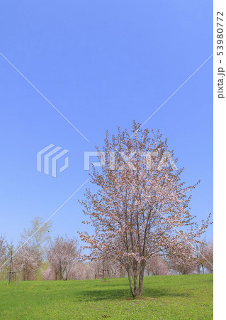 青空と桜 青空と桜 53980772