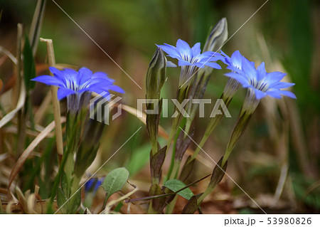 ハルリンドウの青い花の写真素材 [53980826] - PIXTA