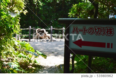 姫島の風景　大分県 53980962