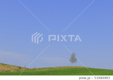 草原と青空と木 草原と青空と木 53980965