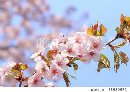 桜 青空背景テクスチャ 桜 青空背景テクスチャ 53980972