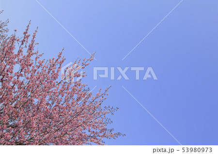 桜 青空背景テクスチャ 桜 青空背景テクスチャ 53980973