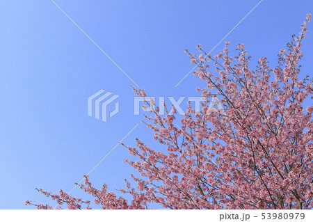 桜 青空背景テクスチャ 桜 青空背景テクスチャ 53980979