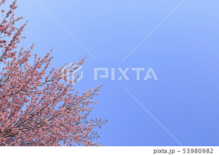 桜　青空背景テクスチャ 53980982