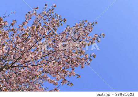 桜 青空背景テクスチャ 桜 青空背景テクスチャ 53981002