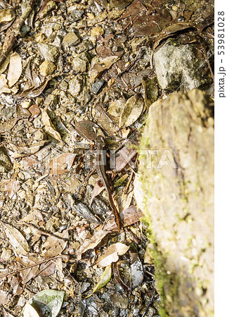 奄美大島 イボイモリ 金作原原生林 絶滅危惧種 原始の森 奄美大島 イボイモリ 金作原原生林 絶滅危惧種 原始の森 53981028