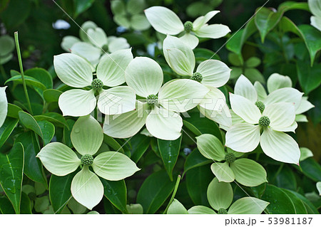 薄黄緑の常緑ヤマボウシの花 53981187
