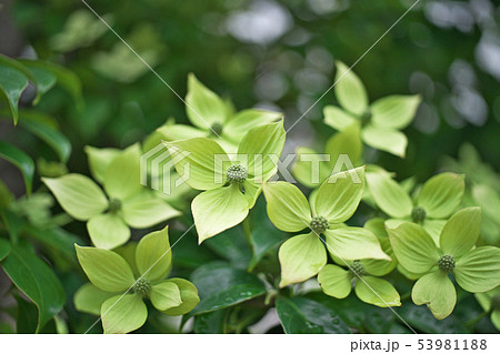 薄黄緑の常緑ヤマボウシの花 53981188