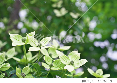 薄黄緑の常緑ヤマボウシの花 53981191