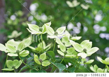 薄黄緑の常緑ヤマボウシの花 薄黄緑の常緑ヤマボウシの花 53981192