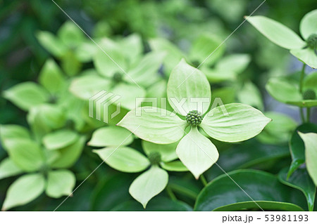 薄黄緑の常緑ヤマボウシの花の写真素材