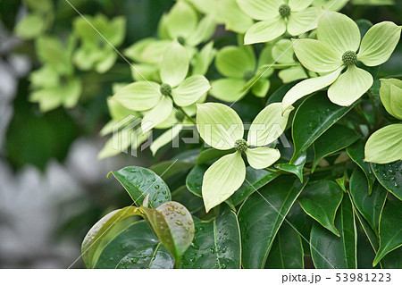 薄黄緑の常緑ヤマボウシの花の写真素材