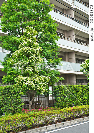 マンション前の街路樹 常緑ヤマボウシ の写真素材