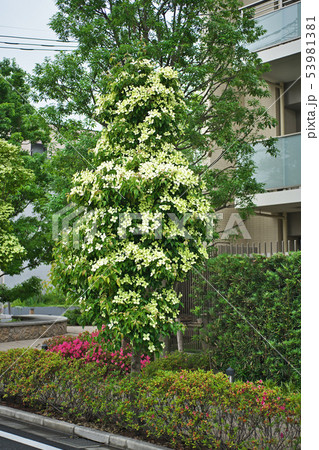 マンション前の街路樹 常緑ヤマボウシ の写真素材