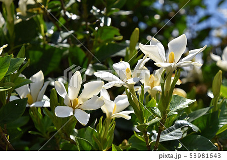 クチナシの花の写真素材