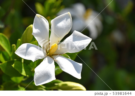 クチナシの花 53981644