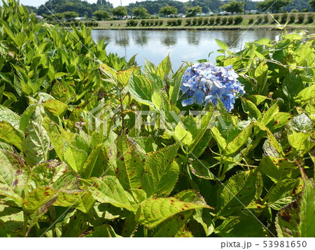 病気にかかったアジサイの写真素材