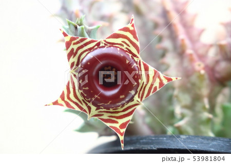 多肉植物 ゼブリナの花 多肉植物 ゼブリナの花 53981804