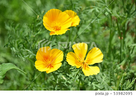 ハナビシソウ(花菱草) ハナビシソウ(花菱草) 53982095