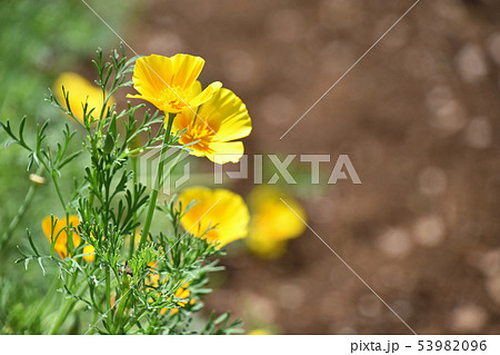 ハナビシソウ(花菱草) ハナビシソウ(花菱草) 53982096