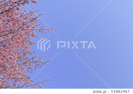 桜と青空背景　シンプルイメージ 53982467