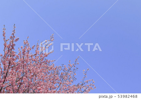 桜と青空背景　シンプルイメージ 53982468