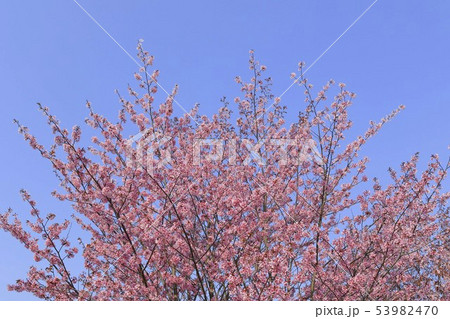 桜と青空背景　シンプルイメージ 53982470