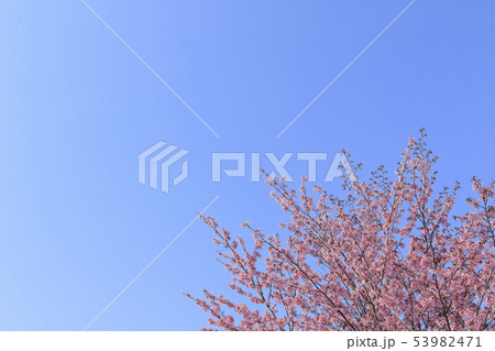 桜と青空背景　シンプルイメージ 53982471